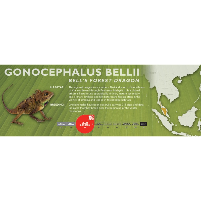 Bell’s Forest Dragon (Gonocephalus bellii) Classic Vivarium Label