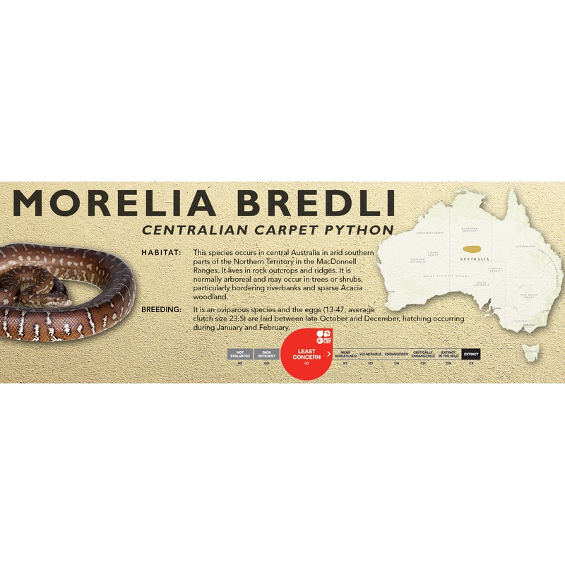 Centralian Carpet Python (Morelia bredli) Classic Vivarium Label