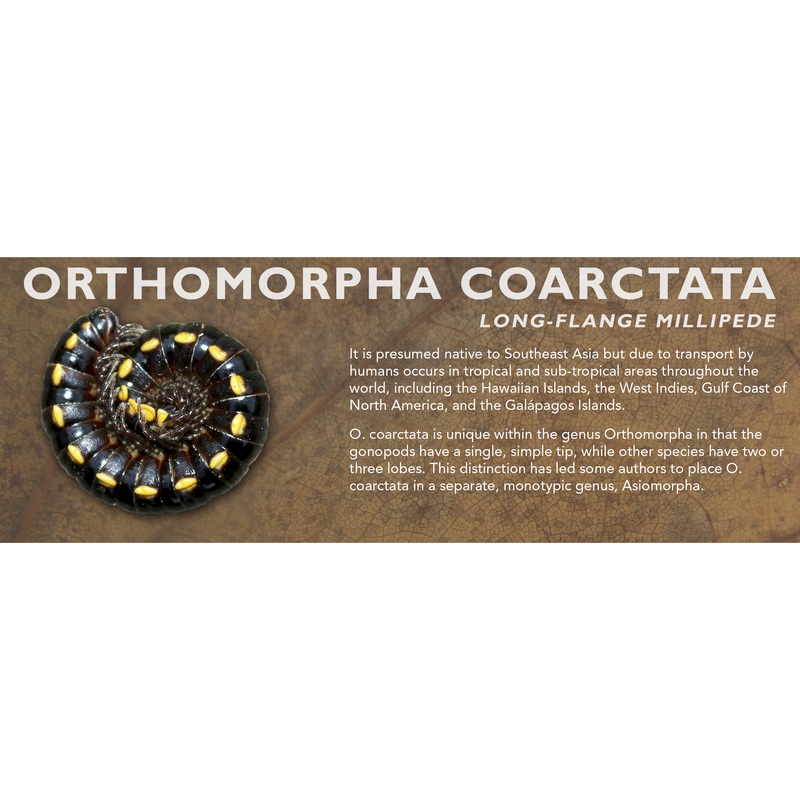 Orthomorpha coarctata – Long-Flange Millipede Label Standard Size 7″ x 2.5″