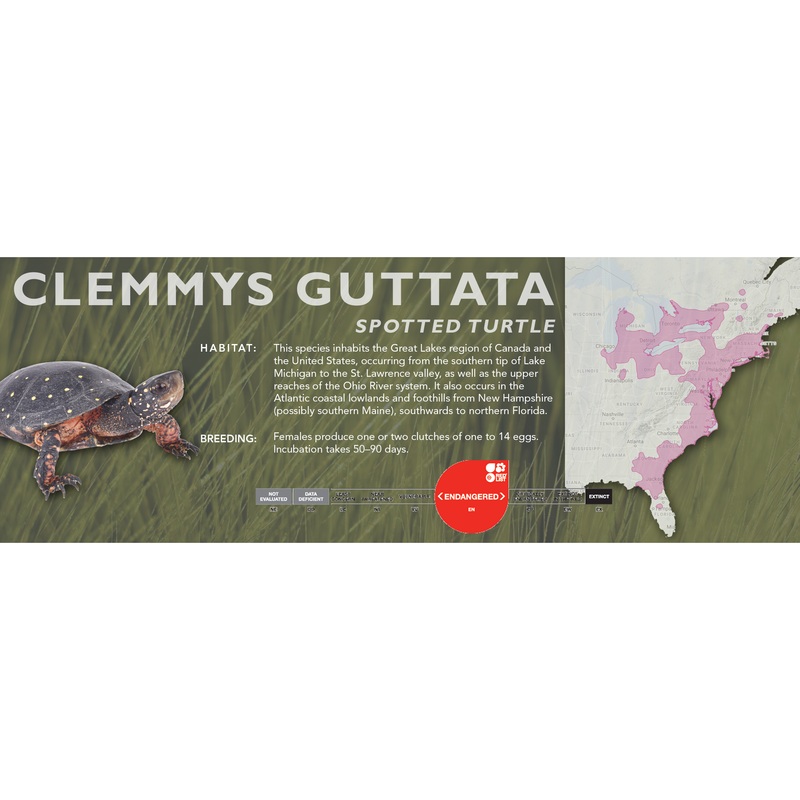 Spotted Turtle (Clemmys guttata) – Classic Vivarium Label