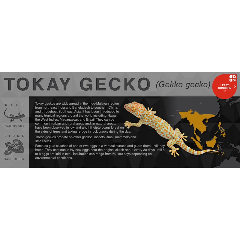 Tokay Gecko (Gekko gecko) – Black Series Vivarium Label Black