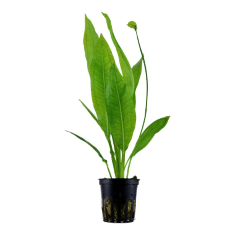 Tropica Echinodorus grisebachii ‘Bleherae’