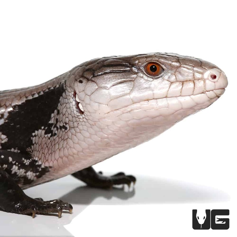Adult Halmahera Blue Tongue Skink #2(Tiliqua gigas) For Sale