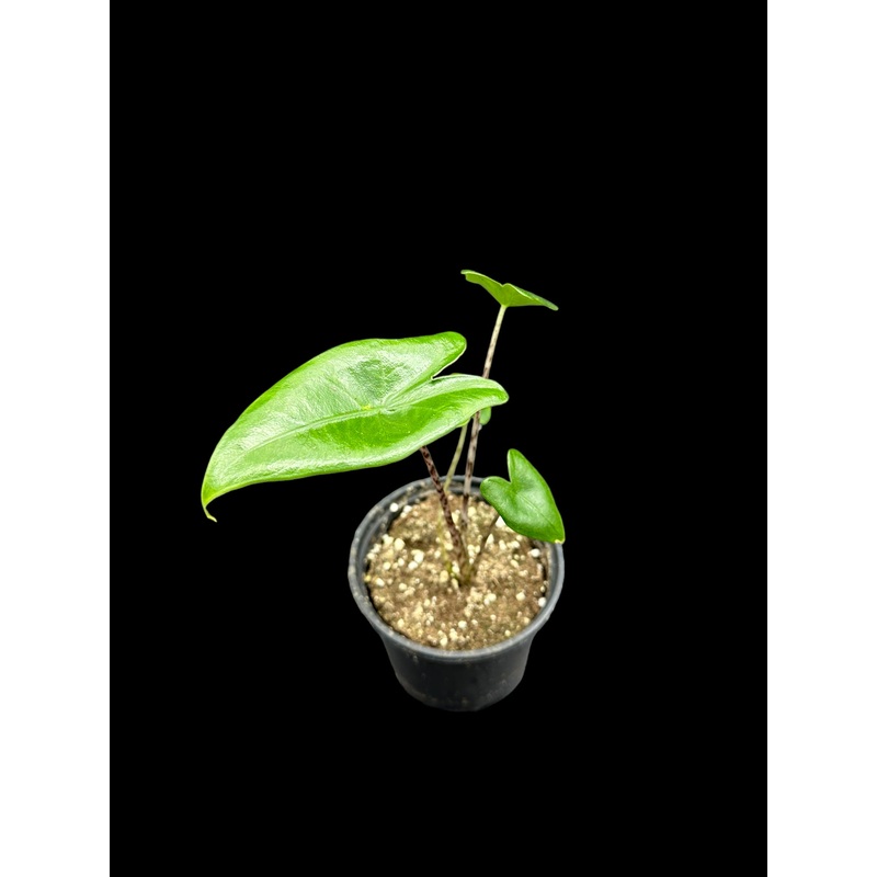Alocasia zebrina