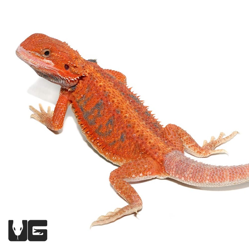 Baby Hypo Inferno Dunner Bearded Dragons for sale