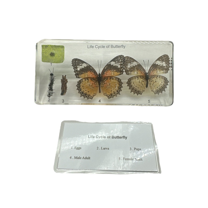 Butterfly Life Cycle – Specimen In Resin