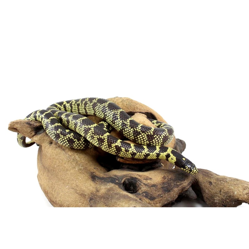 Chain Banded California Kingsnake