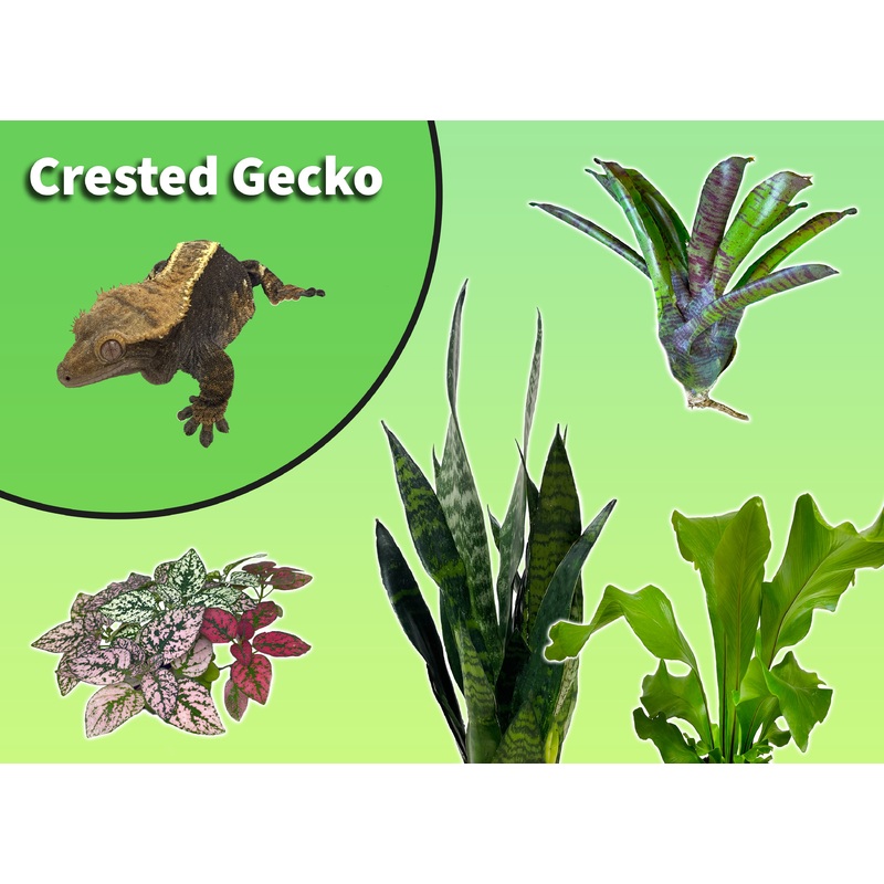 Crested Gecko Starter Plant Pack