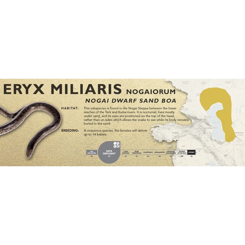 Dwarf Sand Boa (Eryx miliaris) Classic Vivarium Label Nogaiorum