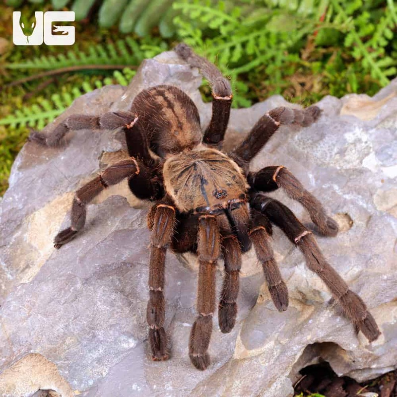 “Ho Chi Minh” Tarantula (Ornithoctoninae sp. “Ho Chi Minh”) for sale