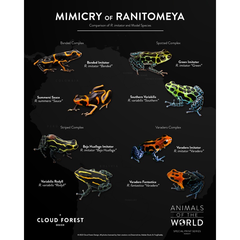 Mimicry of Ranitomeya – 8″ x 10″ Print – Animals of the World Print Series #1