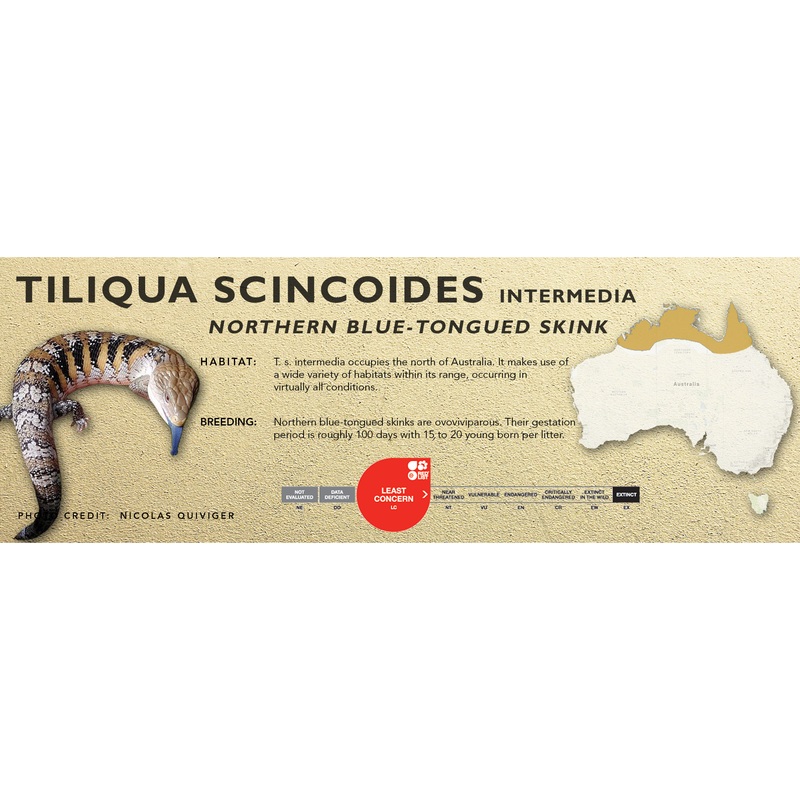 Northern Blue-Tongued Skink (Tiliqua scincoides intermedia) Classic Vivarium Label