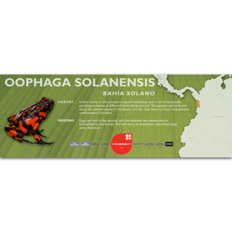 Oophaga solanensis – Classic Vivarium Label Baha Solano