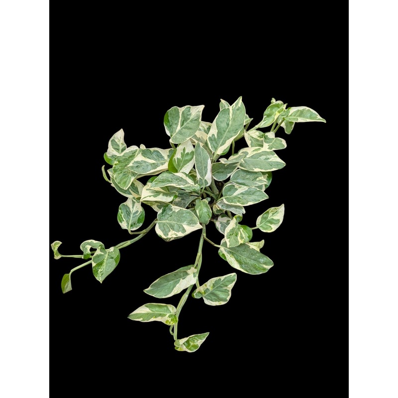 Pearls and Jade Pothos 3.5″ Pot