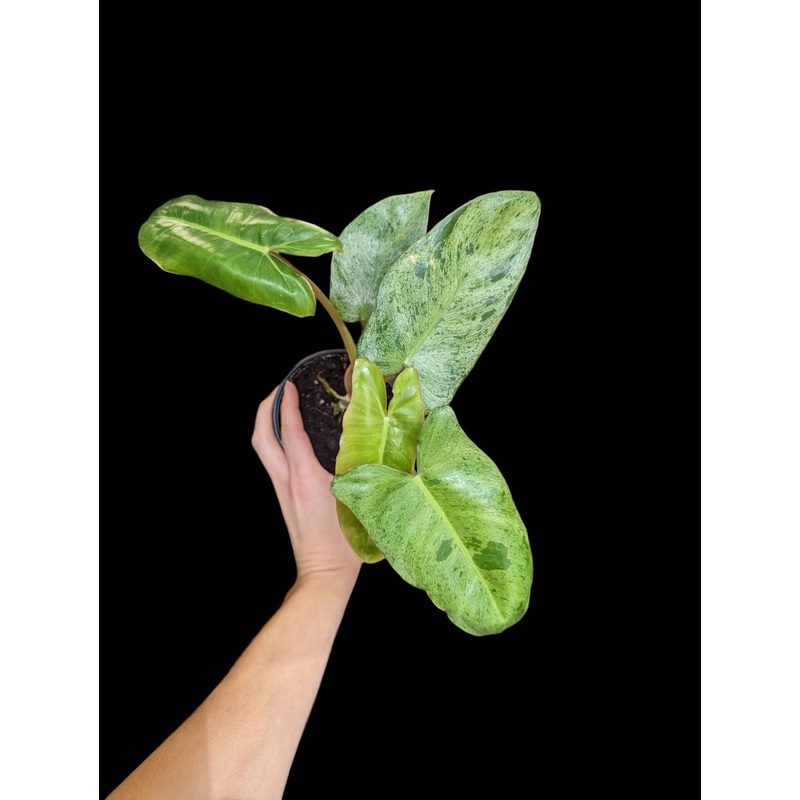 Philodendron paraiso verde 4″ Pot