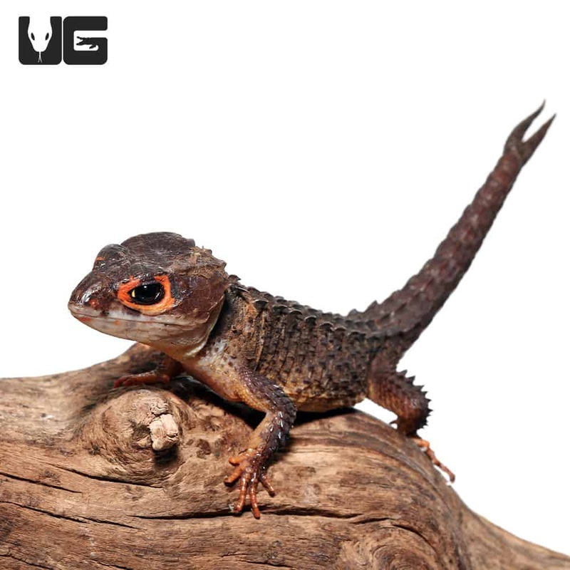 Red Eyed Crocodile Skinks For Sale