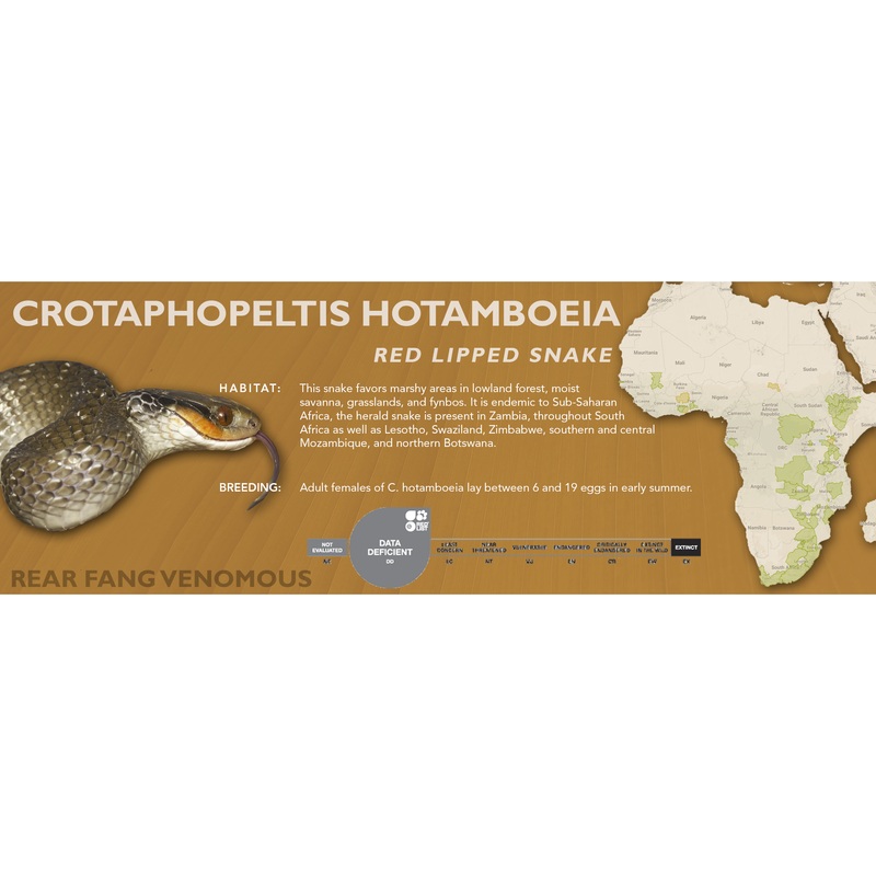 Red Lipped Snake (Crotaphopeltis hotamboeia) Classic Vivarium Label