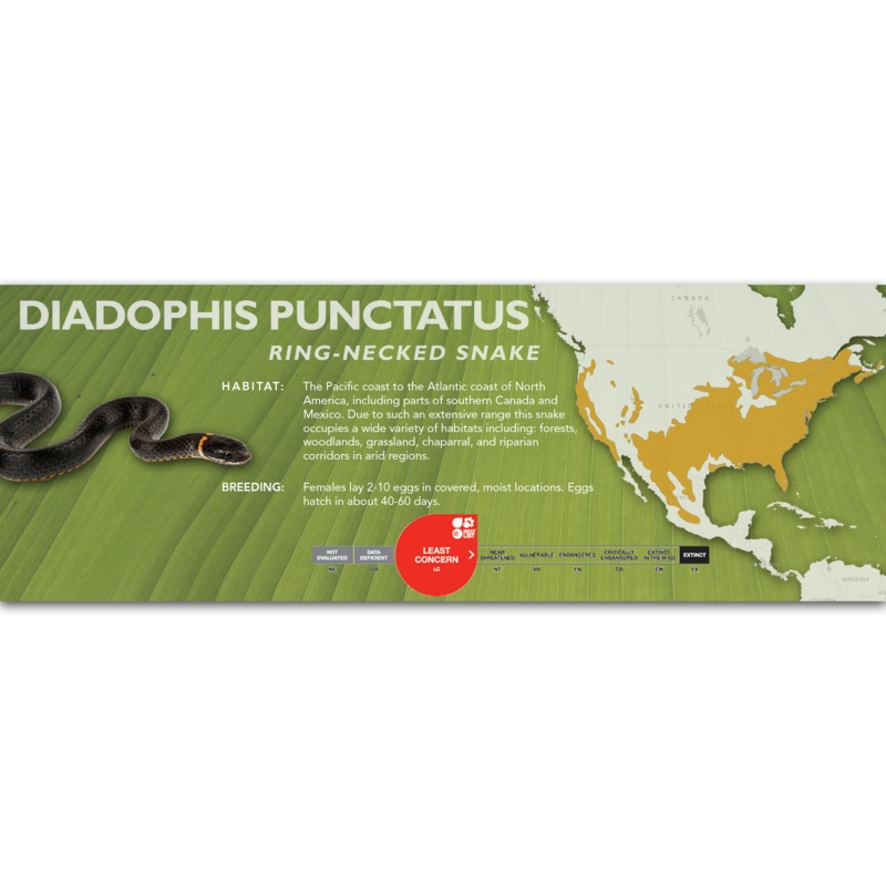 Ring-Necked Snake (Diadophis punctatus) Classic Vivarium Label