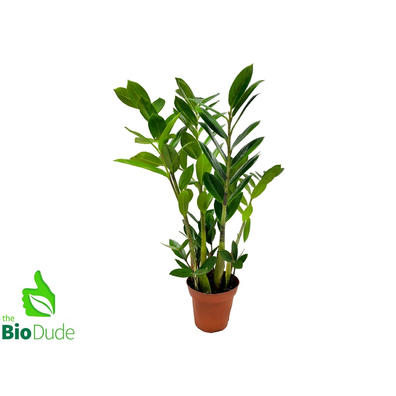 4″ Pot ZZ Plant