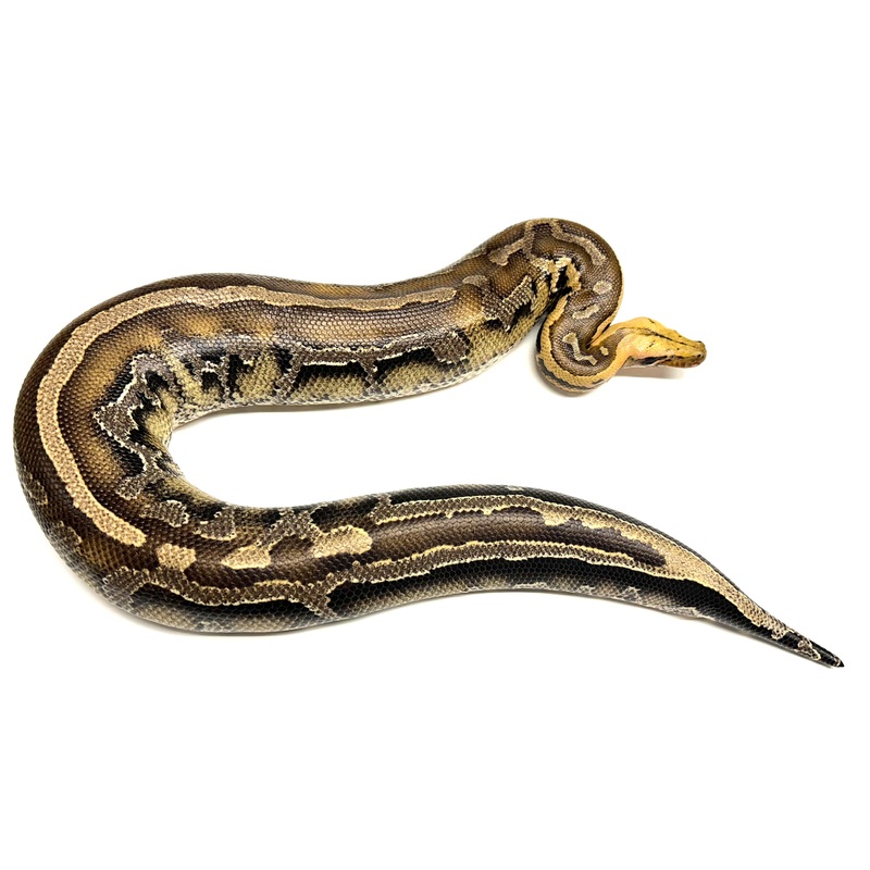 Adult Borneo Blood Python (Female)