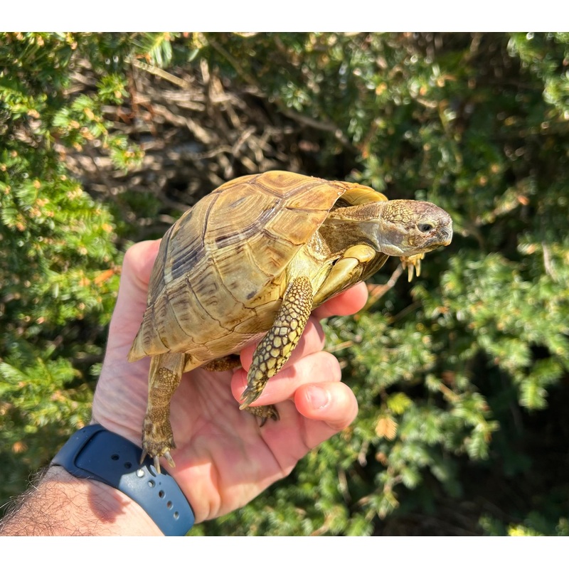 Adult High-Yellow Hermanns Tortoise (Male)