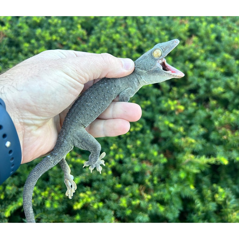Adult Patternless Tokay Gecko (Male 1)