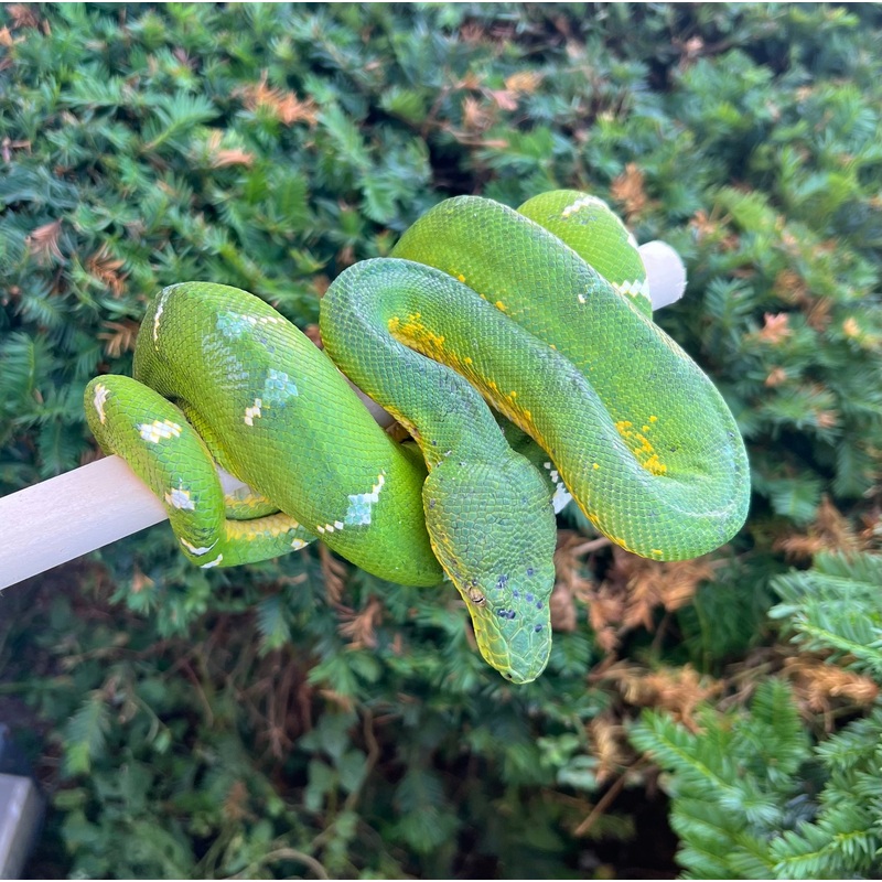 Adult Reduced Pattern Emerald Tree Boa (Male)