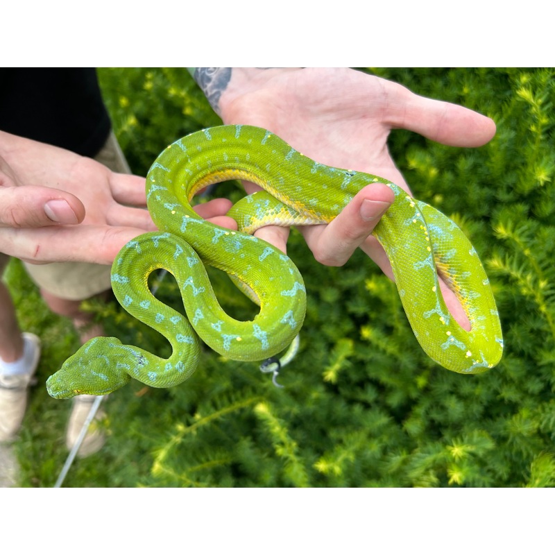 Adult Sorong Green Tree Python (Male 2)