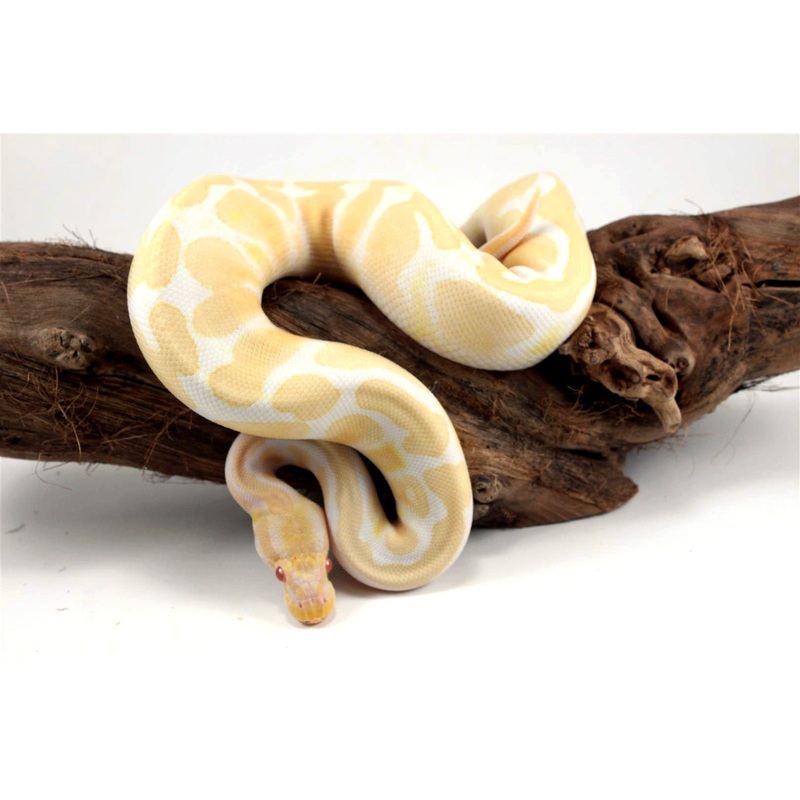 Albino Banana Ball Python