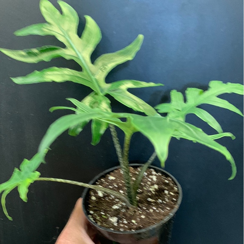 Alocasia brancifolia Pink Passion
