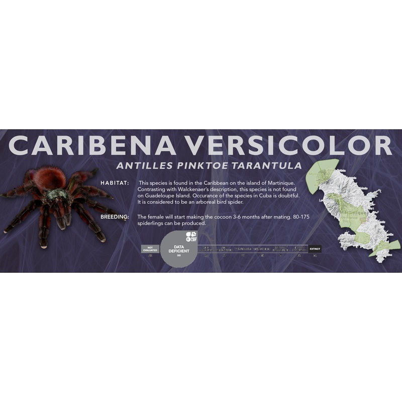 Antilles Pinktoe Tarantula (Caribena versicolor) – Classic Vivarium Label