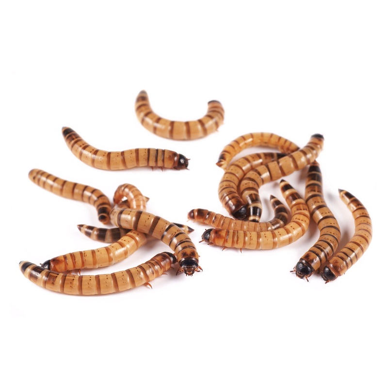 Bulk Superworms 500 count
