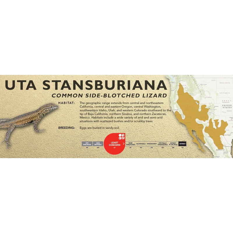Common Side-Blotched Lizard (Uta stansburiana) Classic Vivarium Label