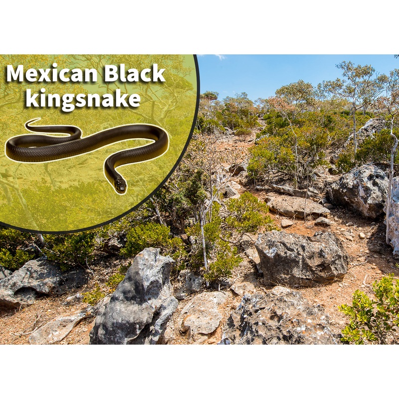 Mexican Black King Snake (Lampropeltis getula nigrita) Bioactive Vivarium Kit 10 gallon