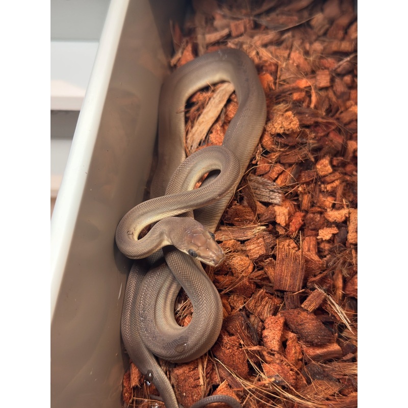Olive python 66% het albino