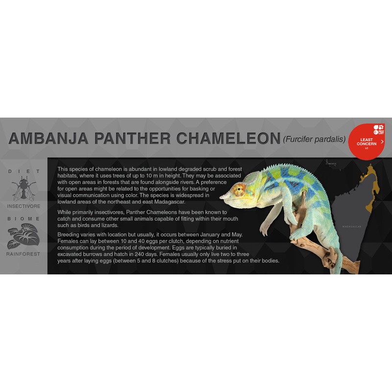 Panther Chameleon (Furcifer pardalis) – Black Series Vivarium Label Ambanja Black