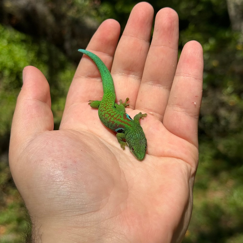 Peacock Day Gecko