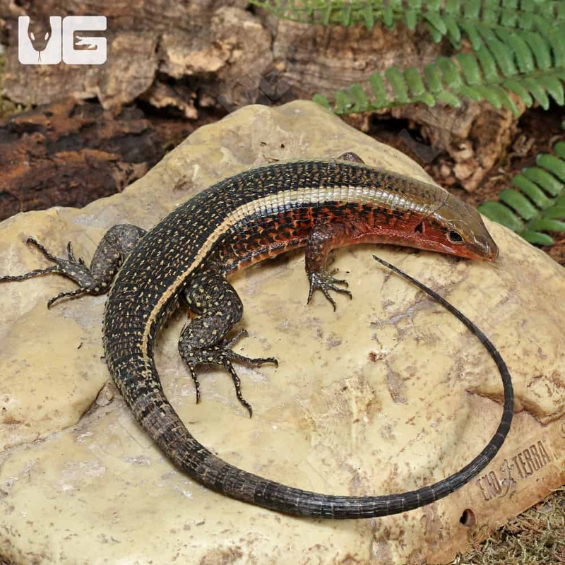 Western Girdled Lizards For Sale