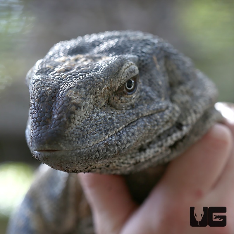 Whitethroat Monitors For Sale