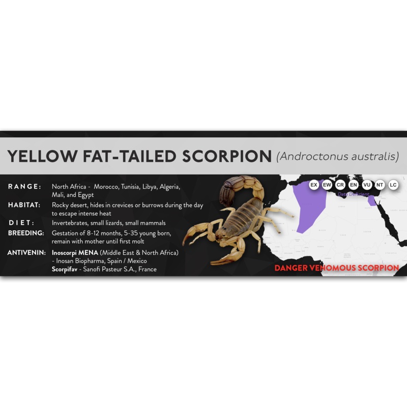 Yellow Fat-tailed Scorpion (Androctonus australis) – X Label Regular Size (7″ x 2.5″) Laminated Paper