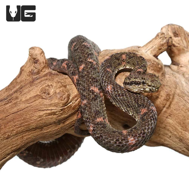 2019 Male Christmas Tree Eyelash Viper (Bothriechis schlegelii)For Sale