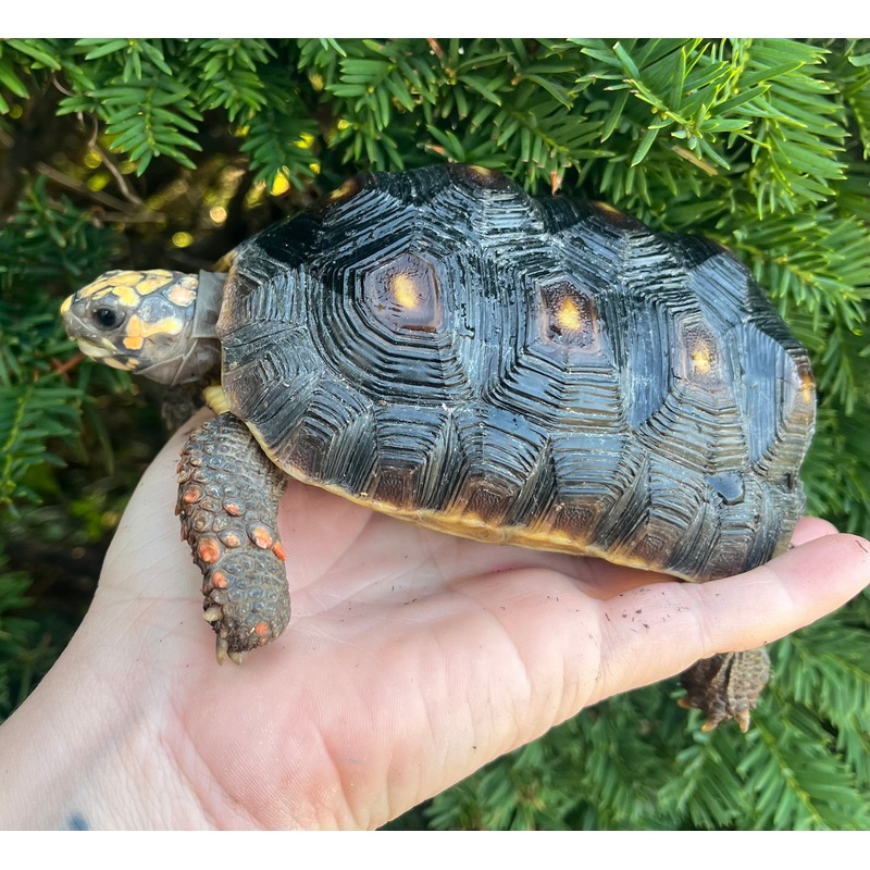 5 Red Foot Tortoise