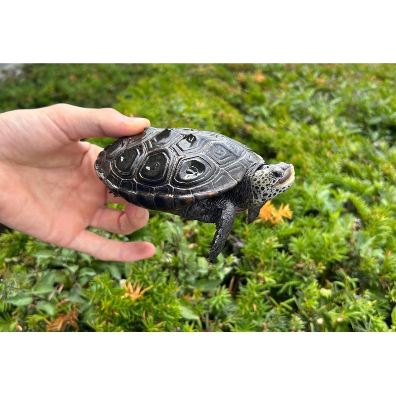 Adult Diamonback Terrapin (Male)