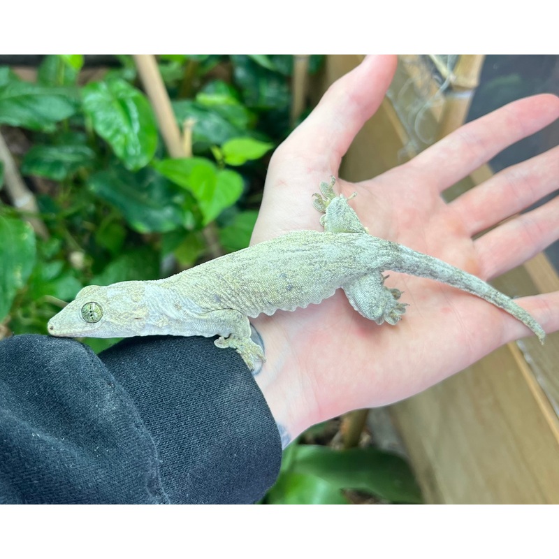 Adult Halmahera Gecko (Female 2)
