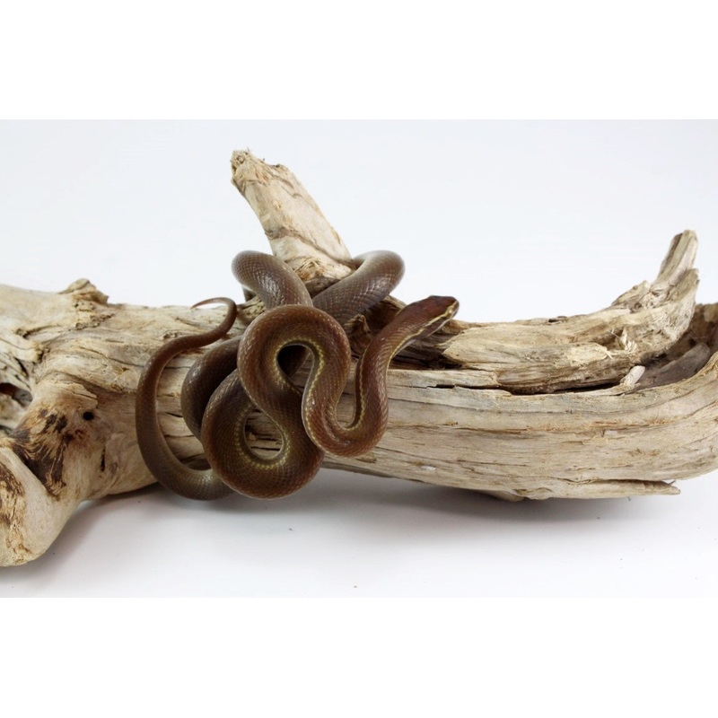 African House Snake – Lined Phase