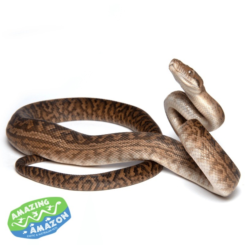 Amethystine (Scrub) Python