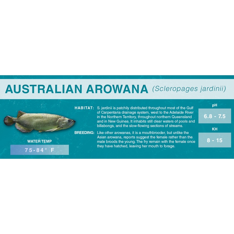 Australian Arowana (Scleropages jardinii) – Classic Aquarium Label Standard Size (7″x 2.5″)
