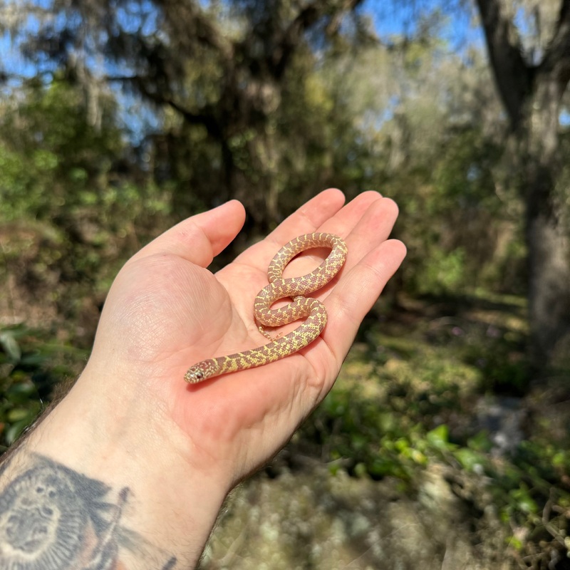 Baby Albino Florida Kingsnake Male