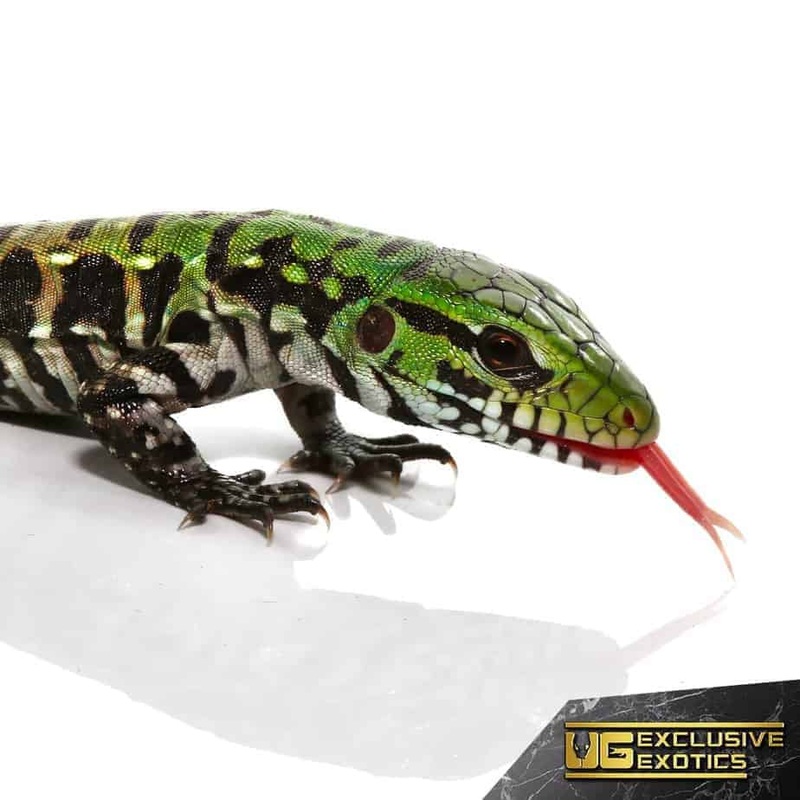 Baby Argentine Black & White Tegus For Sale