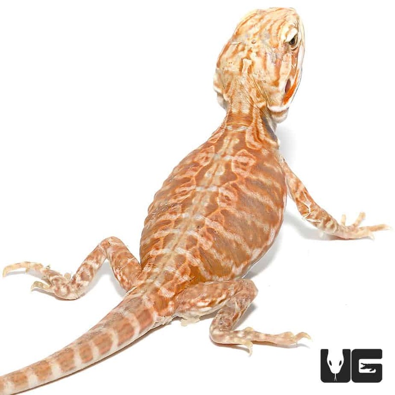 Baby Blue Bar Silky Inferno Hypo Bearded Dragons For Sale